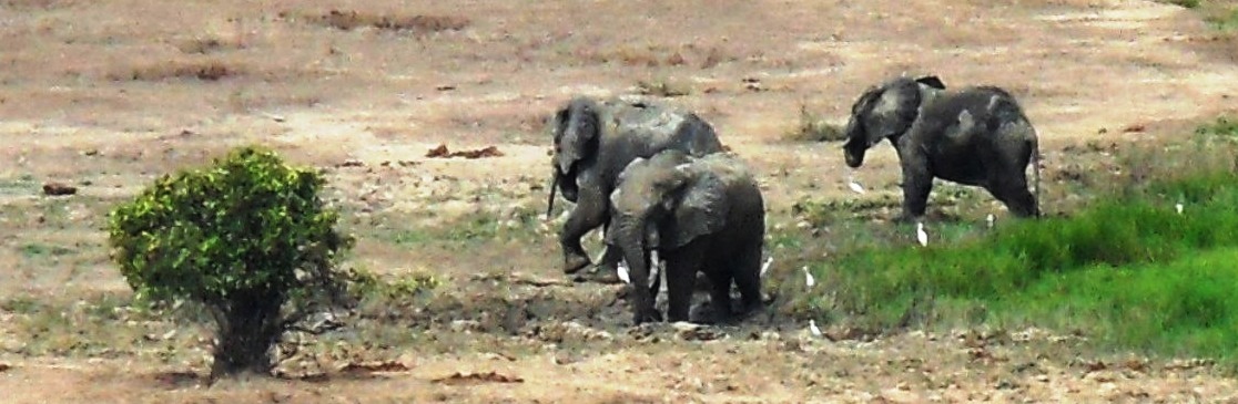 animals_elephants panorama01